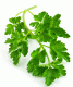 Parsley Substitutes